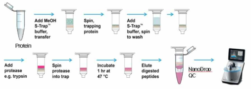 Suspension Trap (S-trap)을 이용한 peptide 제조 및 정량