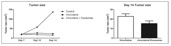 림프종 유도 후 양성대조군(Control), Vincristine 단독 투여군(Vincristine), 엑소좀 처리군(Vincristine과 엑소좀 병행 처리)에서 시간에 따른 종양의 크기 변화