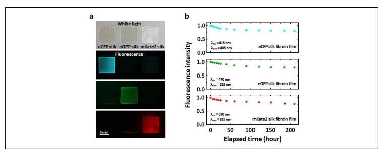 eCFP, eGFP, mKate2 형광실크 필름 (a) 이미지 및 (b) 광표백 특성 그래프