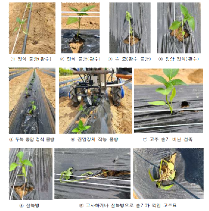 고추 묘 정식 상태