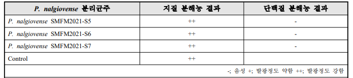 Penicillium nalgiovense 지질 분해능 및 단백질 분해능 결과