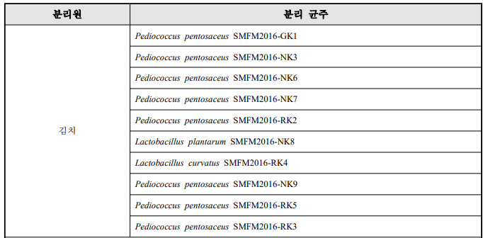 김치 분리 젖산균 동정 결과