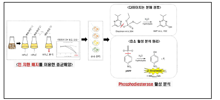 다이아지논을 인 영양원으로 이용 및 분해하는 미생물 분리 방법