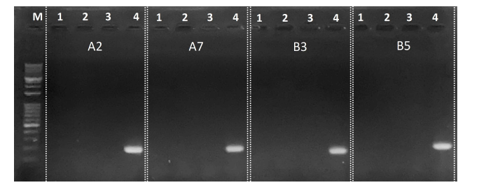 C8-2 균주용 프라이머의 특이성 평가 (Lanes: M, 100 bp ladder; 1, DW; 2, 토양 DNA ①; 3, 토양 DNA ②; 4. C8-2 gDNA)