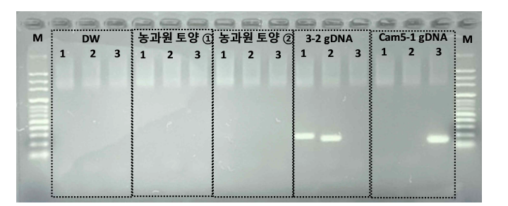 3-2 및 Cam5-1 균주용 프라이머의 특이성 평가 (Lanes: M, 100 bp ladder; 1, Ben-2F/R; 2, Ben-3F/R; 4, Cam Q-4-F/R)