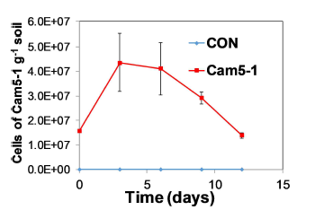 Cam5-1 균주의 토양 내 밀도 변화