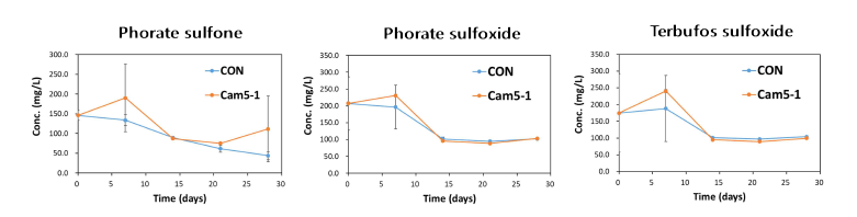 Sphingobium sp. Cam5-1 균주 접종 시 phorate, terbufos 대사산물의 농도 변화