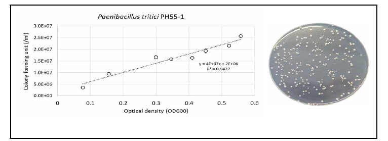 P. tritici PH55-1 균주의 흡광도별 생균수