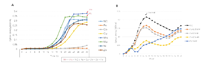 미량원소 첨가에 따른 P. tritici PH55-1 균주의 생장. (A) 미량원소 7종(Mn, Mo, Ni, Cu, Zn, Co, Fe) (B) Fe 농도(0 mM, 0.05, 0.1, 0.5, 1)