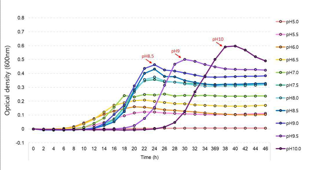 배지 초기 pH에 따른 P. tritici PH55-1 균주의 생장.