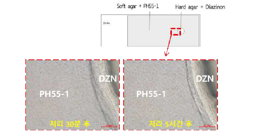 다이아지논 확산에 의한 P. tritici PH55-1 균주의 운동 방향성 변화.