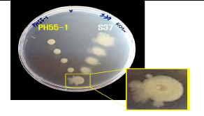 P. tritici PH55-1 및 S37 균주의 한천배지 내 상리공생.