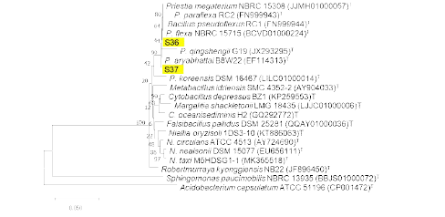다이아지논 분해 S36 및 S37 균주의 16S rRNA 유전자 기반 계통수.
