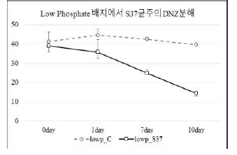 낮은 양의 인이 포함된 배지에서 Priestia sp. S37 균주의 diazinon 분해.