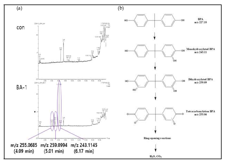 LC/MS 활용 비스페놀에이 분해 미생물 BA-1의 분해산물(a) 및 분해경로(b) 추정