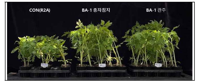 BA-1의 토마토 생육증진 효과 검정