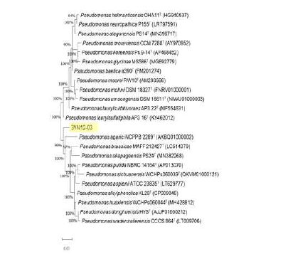 이가녹스1076 분해 미생 물 3YN12-03의 계통도 분석