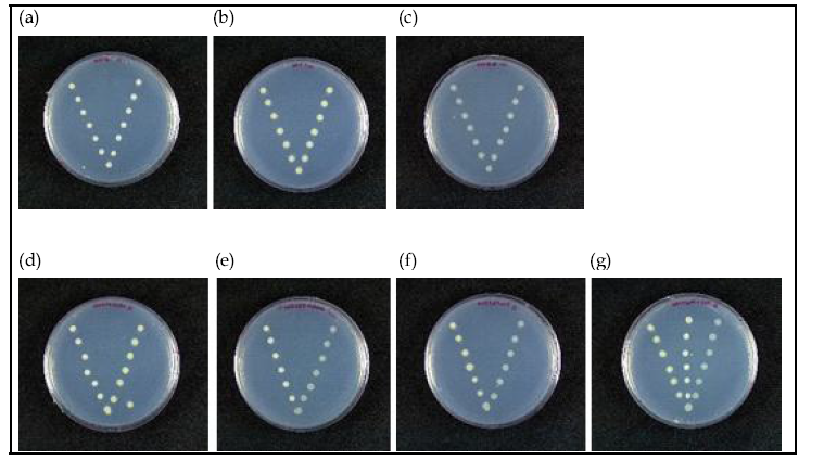 3 균주의 상호작용 검정(a: 62UF-13, b: BA-1, c: 3YN12-03, d: 62UF-13+BA-1, e: 62UF-13+3YN12-03, f: BA-1+3YN12-03, g: BA-1+62UF-13+3YN12-03)