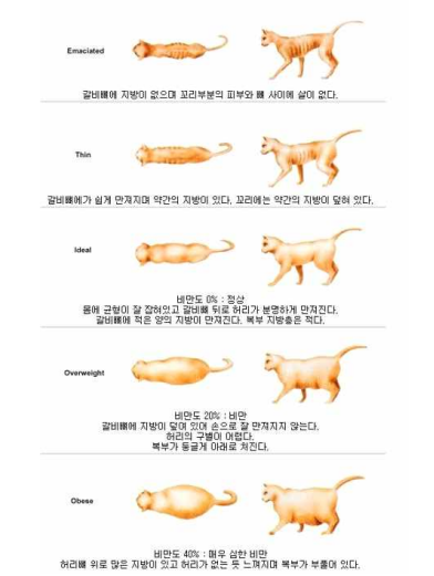 고양이 비만 기준표