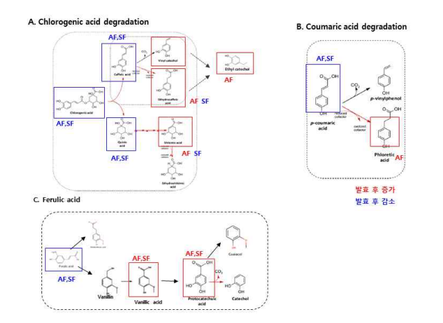 유산균에 의한 페놀화합물 분해경로. AF: 발효 개똥쑥, SF: 발효 함초