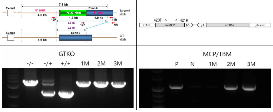 GTKO 및 GTKO/MCP/TBM 유전자 구조 및 돼지 자손의 유전자형 분석