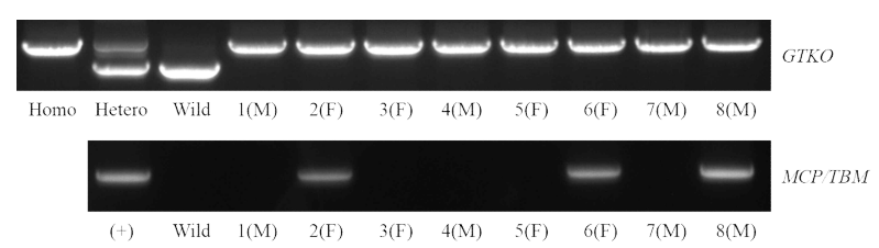 GTKO/MCP/TBM와 GTKO 돼지 간 생산한 자손의 유전자형 분석