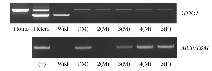 GTKO/MCP/TBM와 GTKO 돼지 간 생산한 자손의 유전자형 분석