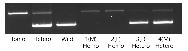 DPF 시설의 GTKO/MCP 돼지 간 생산한 자손의 유전자형 분석