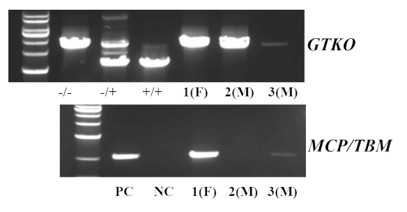 GTKO+MCP/TBM 돼지 간 생산한 자손의 유전자형 분석