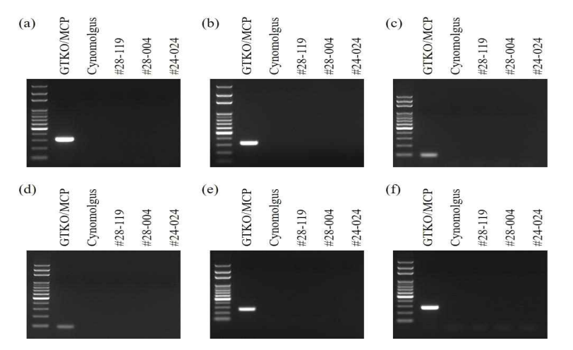 PCR analysis to detect PERV in the recipients xenografted with the GTKO/MCP pig anterior lamella. Blood samples from recipients #28-119, #28-004, and #24-024 were collected at postoperative day 339, 658, and 1,308, respectively. Blood samples from the pig donor and non-treated cynomolgus were used as the control. Total RNA isolation and cDNA synthesis are described in the Materials and Methods. Porcine cytochrome oxidase II (a), PERV-pol (b), PERV-gag (c), PERV-A (d), PERV-B (e), and PERV-C (f)