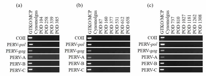 PCR analysis to detect PERV in the blood of the anterior lamella-grafted monkeys. Recipients #28-119 (a), #28-004 (b), and #24-024 (c). Blood samples from the GTKO/MCP pig donor and non-treated cynomolgus were used as the control. POD, postoperative day