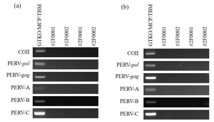 PCR analysis to detect RNA(a) and DNA(b) of PERV in the blood of recipients grafted with anterior lamella and full-thickness corneas. Blood samples were obtained from full-thickness cornea and anterior lamella transplanted recipients #1F0001 and #2F0001, and #1F0002, and #2F0002, respectively. Blood samples from the donor pigs and non-treated cynomolgus were used as the control