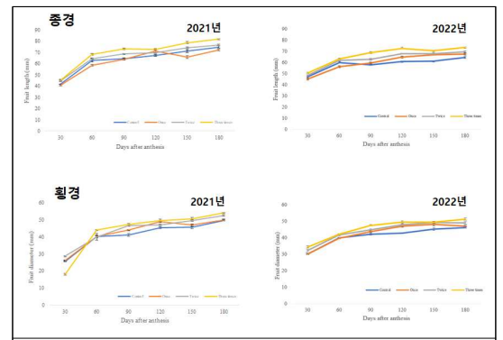 ‘스위트골드’ 과실 비대제 처리 횟수별 과실 크기 변화