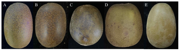 품종별 키위 과피흑색반점 증상 A: 스위트골드, B: 해금, C: 골드원, D: 홍양, E: 스위트골드 건전과