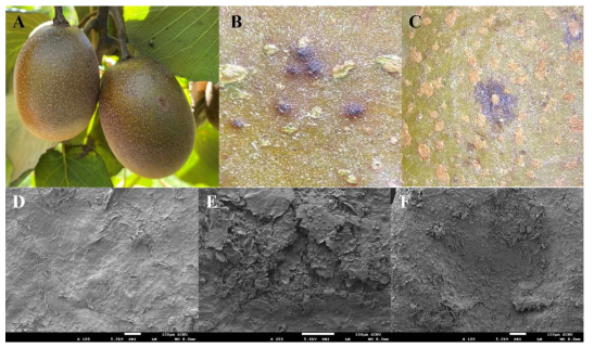 키위 과피흑색반점 증상이 있는 키위 과피의 해부현미경사진과 전자현미경사진 A: 과수원내 과피흑색반점 증상 키위, B: 검은점이 사마귀처럼 볼록하게 튀어나오면서 산발적으로 나타난 증상, C: 검은점이 기미나 잡티처럼 형성되면서 병반주위가 갈변되면서 확대되어지는 증상, D: 건전한 키위 과피의 전자현미경사진, E: B증상의 전자현미경 사진, F: C증상의 전자현미경 사진