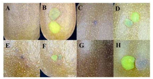 키위 과피흑색반점 내․외부 증상 A: 검은점이 기미처럼 퍼져있는 증상, C: 검은점이 과피 내부에 있는 증상, E: 검은점이 볼록하게 튀어나오면서 병반주위가 갈변이 된 증상, G: 작은 검은점이 볼록하게 튀어나오면서 산발적으로 나타난 증상, B, D, F, H: 건전한 내부 증상