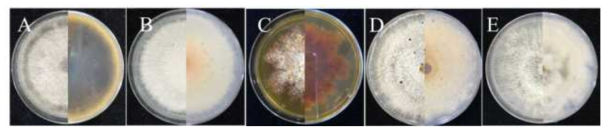 키위 과피흑색반점에서 분리된 병원균. A: Alternaria sp., B: Colletotrichum sp., C: Epicoccum sp., D: Pestalotiopsis sp., E: Phomopsis sp