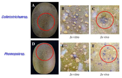 키위 과피흑색반점에서 분리된 병원균의 실내ㆍ외 병원성검정
