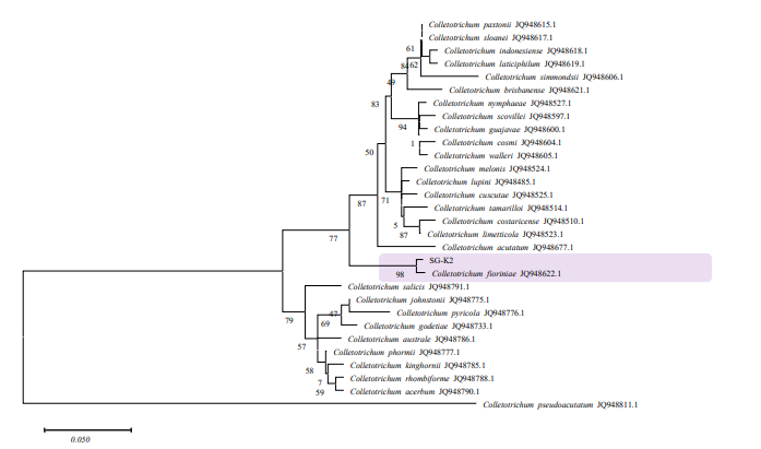 키위 과피흑색반점 증상에서 분리된 균주 SG-K2의 Phylogenetic tree