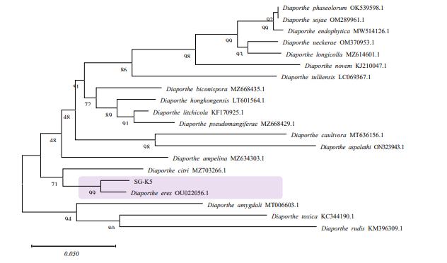 키위 과피흑색반점 증상에서 분리된 균주 SG-K5의 Phylogenetic tree