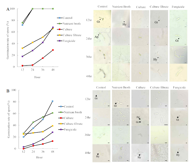 키위 과피흑색반점 병원균주 SG-K2(A)와 SG-K5(B)의 포자발아억제 Gt; Germ tube, Hy; Hyphae, Ap; Appressorium, Scale bars = 10 ㎛