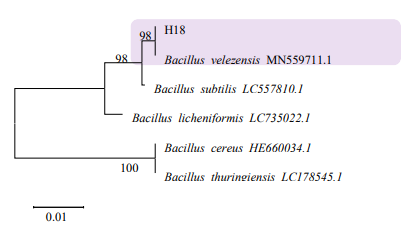 길항세균 H18의 Phylogenetic tree