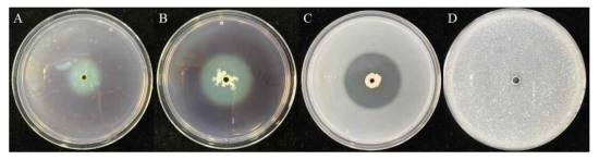 길항세균 H18의 효소활성 검정 A: CMC agar, B: Amylase agar, C: Proteinase agar, D: Solubility phosphate agar