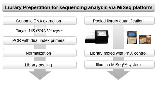 Illumina MiSeq platform을 이용한 분석 단계 및 library 제작 과정