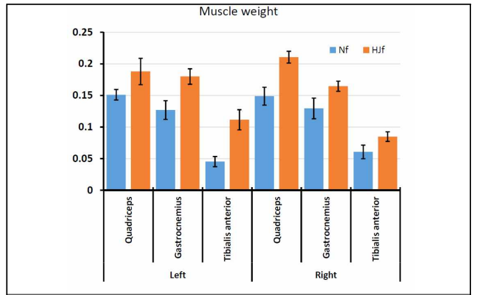 홍잠섭취 SAMP8 근감소증 모델에서의 근육 무게 증대 확인