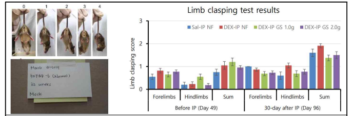 DEX유도 근감소증 모델 동물의 홍잠 섭취에 따른 자세조절능력 회복