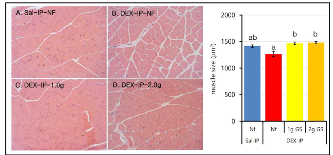 DEX유도 근감소증 모델 동물에서 감소된 근육의 크기가 골든실크 홍잠 섭취 근감소증 모델 동물에서 회복이 됨