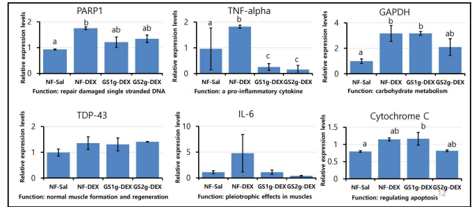 홍잠 섭취와 비섭취 DEX유도 근감소증 모델 동물의 근육에서의 apoptosis biomarker의 발현변화 연구결과