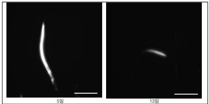 4. 5일 및 13일 배양된 C. elegans 내 phalloidin에 의해 염색된 f-actin 양