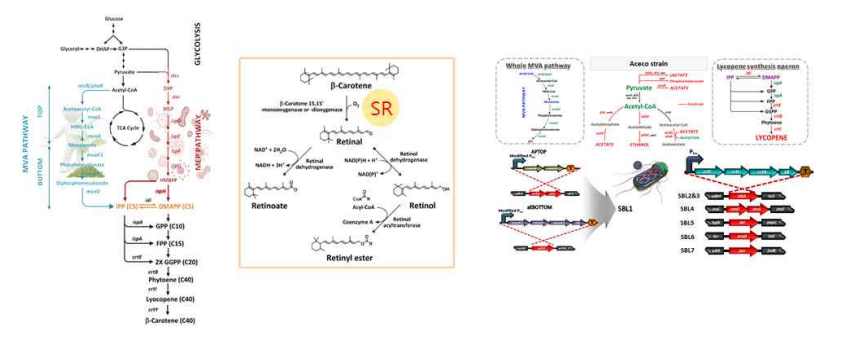 레티노이드 생합성 경로와 레티노이드 구성물질 합성 향상 균주 개발